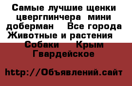 Самые лучшие щенки цвергпинчера (мини доберман) - Все города Животные и растения » Собаки   . Крым,Гвардейское